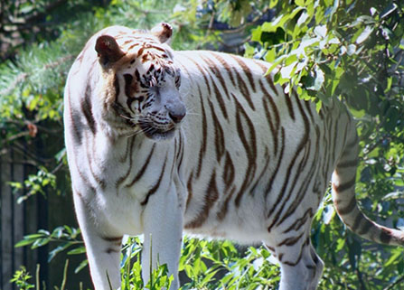 Photo of a tiger. Link to Gifts of Appreciated Securities.
