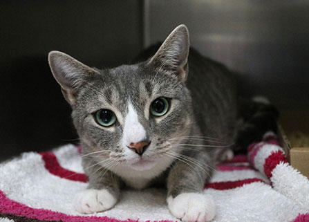Photo of a cat. Link to Beneficiary Designations.