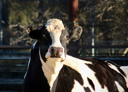 Photo of a cow. Link to Gifts That Protect Your Assets.