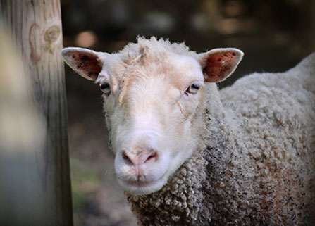 Photo of a sheep. Link to Gifts by Will.