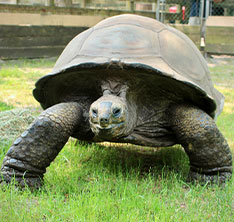 Photo of a tortoise. Link to Gifts That Pay You Income.