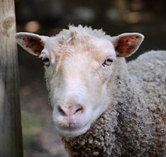 Photo of a sheep. Link to Gifts by Will.