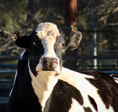 Photo of a cow. Link to Gifts That Protect Your Assets.