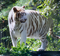 Photo of a tiger. Link to Gifts of Appreciated Securities.