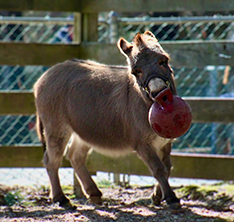 Photo of a donkey. Link to Closely Held Business Stock.